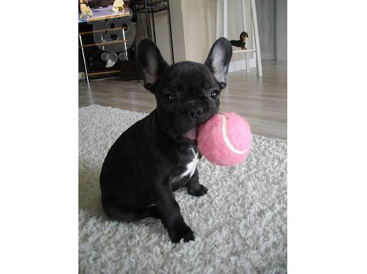PoulaTo: French bulldog black